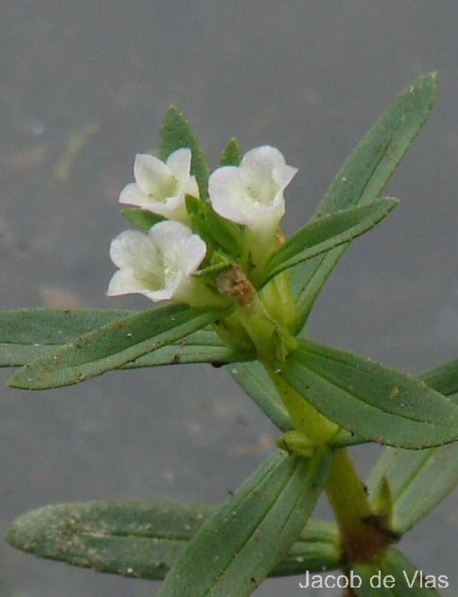 Limnophila heterophylla (Roxb.) Benth.